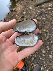 Sagittunio subrostratus