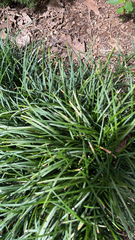 Liriope muscari