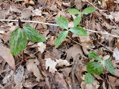Trillium gracile
