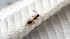 Diapriinae