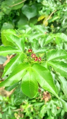 Jatropha gossypiifolia