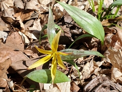 Erythronium rostratum