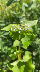 Fagopyrum esculentum