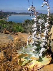Dudleya pulverulenta