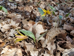Erythronium rostratum