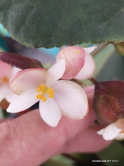 Begonia josephi