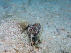 Emblemaria pandionis