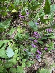 Desmodium laevigatum