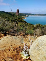 Dudleya pulverulenta
