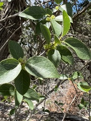 Forestiera reticulata