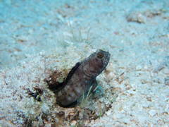 Emblemaria pandionis