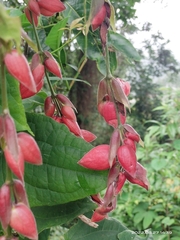 Thunbergia coccinea