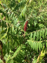 Rhus typhina