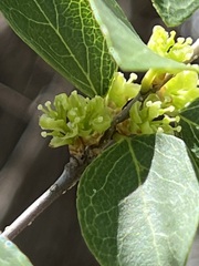 Forestiera reticulata