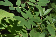 Rosa acicularis