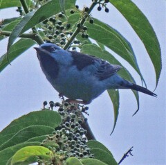 Dacnis cayana