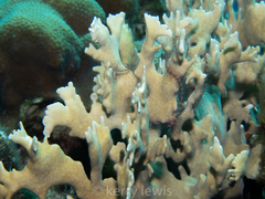 Millepora complanata