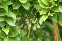 Vaccinium cylindraceum