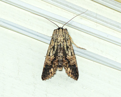 Stictopterinae