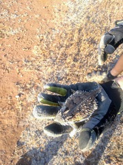 Phrynosoma blainvillii