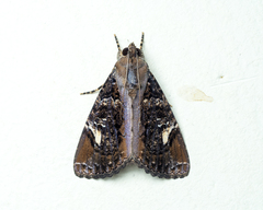 Ercheia pulchrivenula
