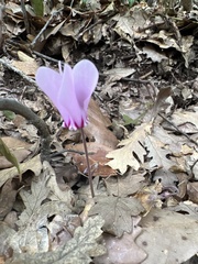 Cyclamen hederifolium