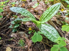 Scoliopus bigelovii