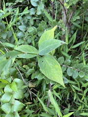 Persicaria virginiana
