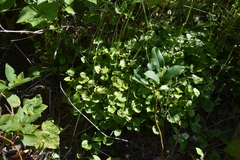 Parnassia fimbriata