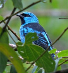 Dacnis cayana