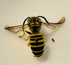 Vespula squamosa