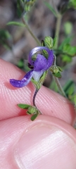 Trichostema dichotomum