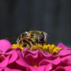 Eristalis stipator