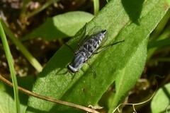 Therevidae