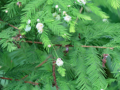 Taxodiomyia cupressiananassa