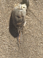 Emerita analoga