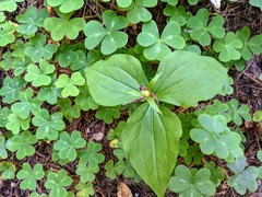 Trillium ovatum