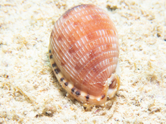Cypraecassis testiculus