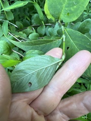 Persicaria virginiana