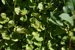 Parnassia fimbriata