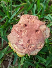 Pulchroboletus rubricitrinus