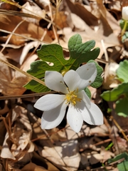 Sanguinaria canadensis