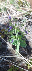 Trichostema dichotomum