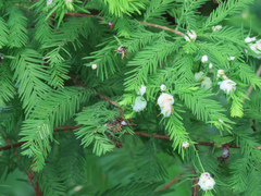 Taxodiomyia cupressiananassa