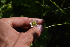 Parnassia fimbriata