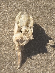 Emerita analoga