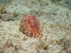 Cypraecassis testiculus