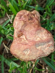 Pulchroboletus rubricitrinus