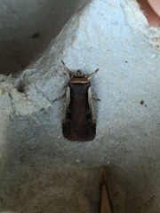 Ochropleura implecta