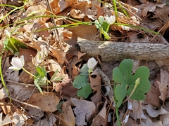 Sanguinaria canadensis